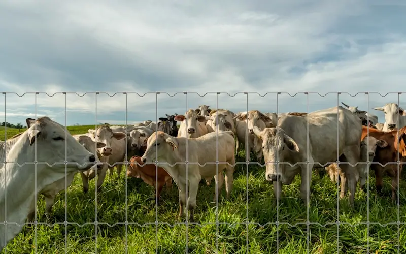 Imagen de Malla Nudo Fijo DEACERO®